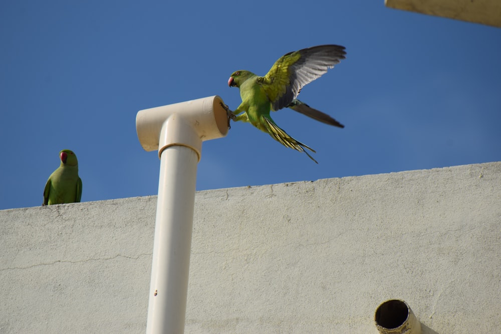 green and black bird flying on white post during daytime