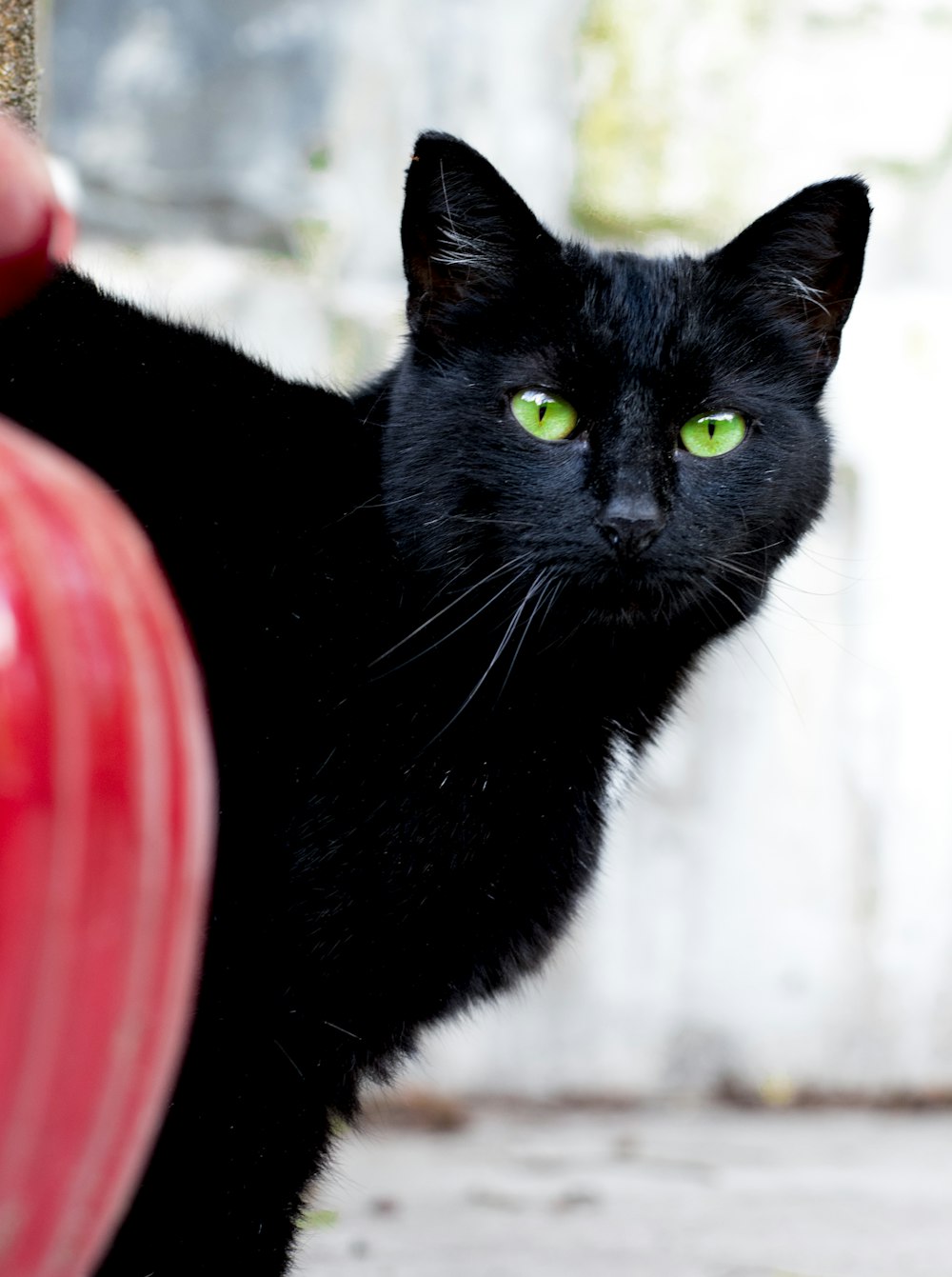 black cat on red plastic container