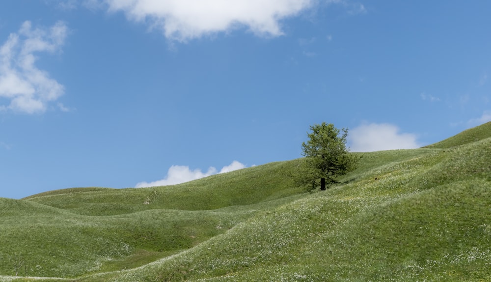 green grass field under blue sky during daytime