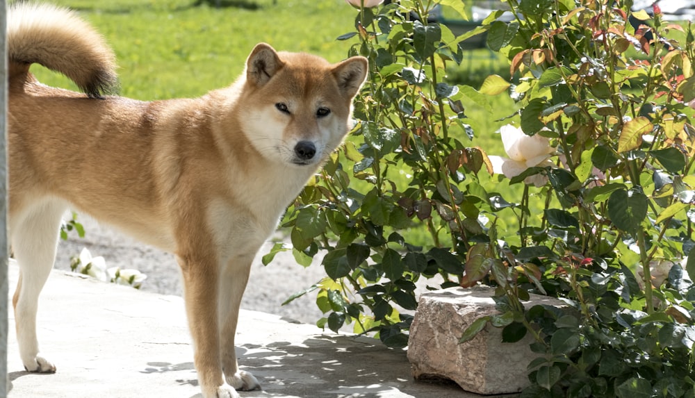 brown and white short coated dog on gray concrete floor