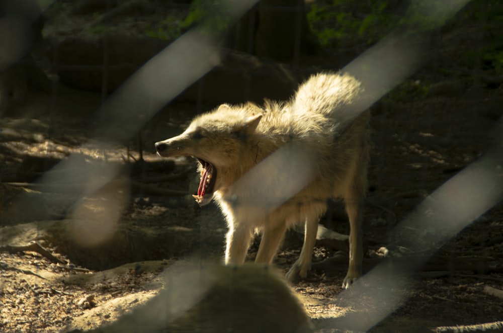 white and brown wolf on brown tree branch during daytime