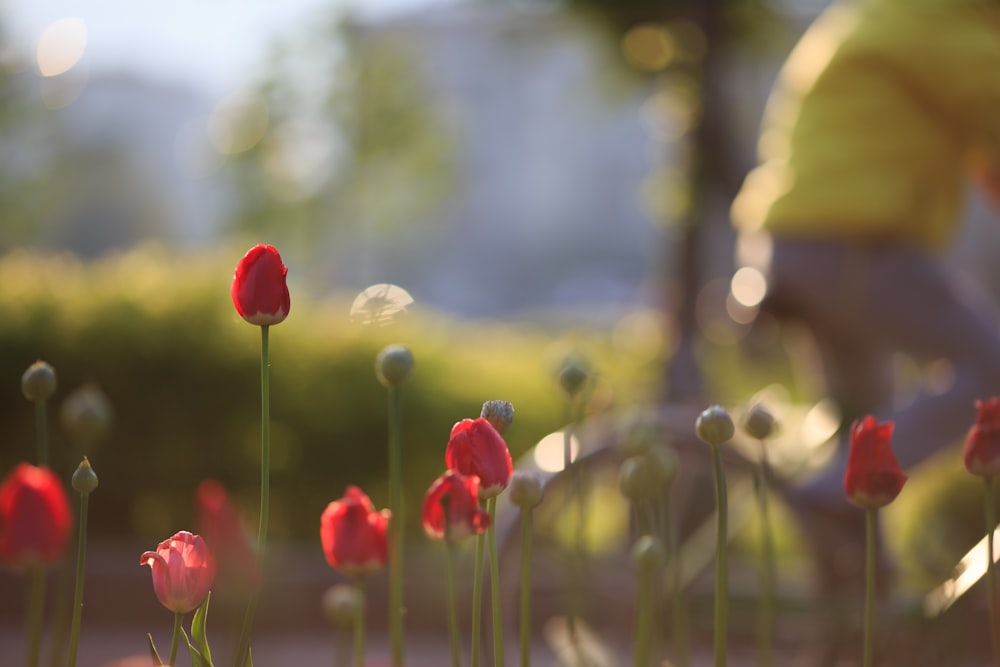 Tulipes rouges en fleurs pendant la journée