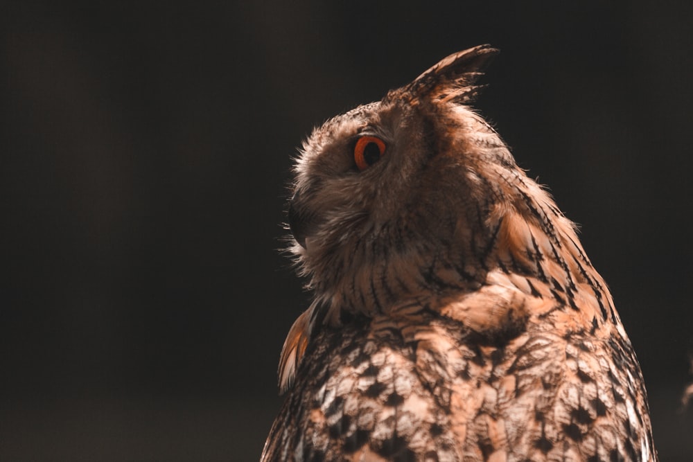 brown and white owl in close up photography