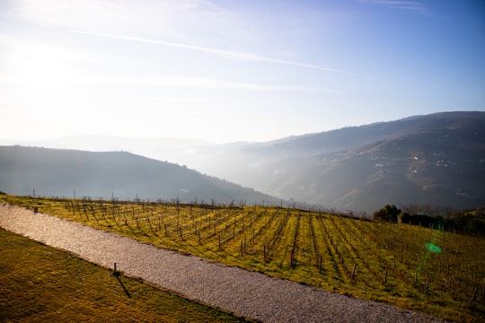 green grass field near mountain during daytime in Douro Portugal