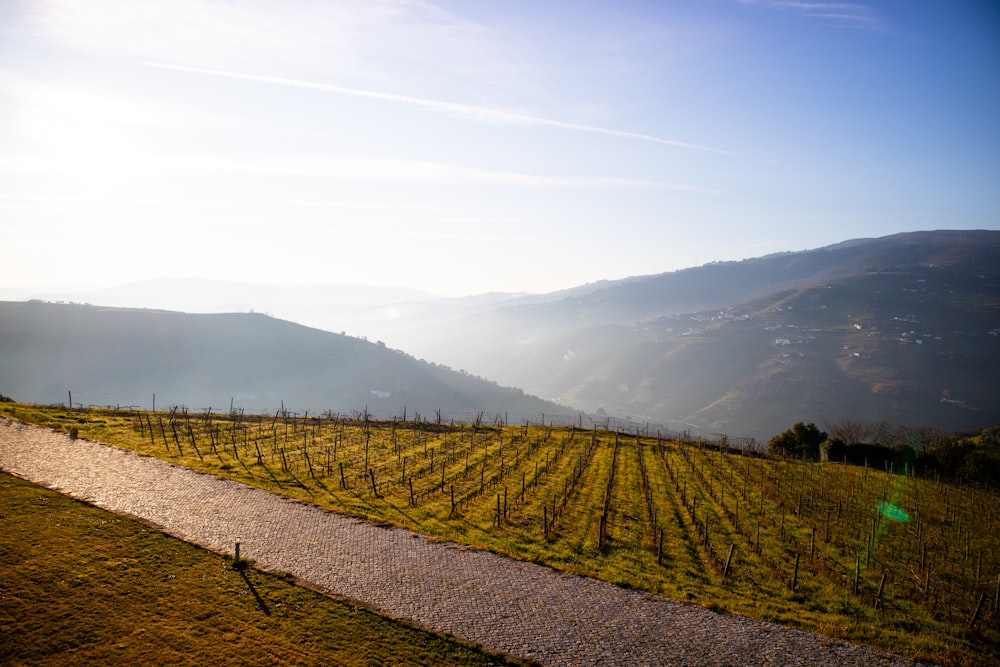 campo di erba verde vicino alla montagna durante il giorno