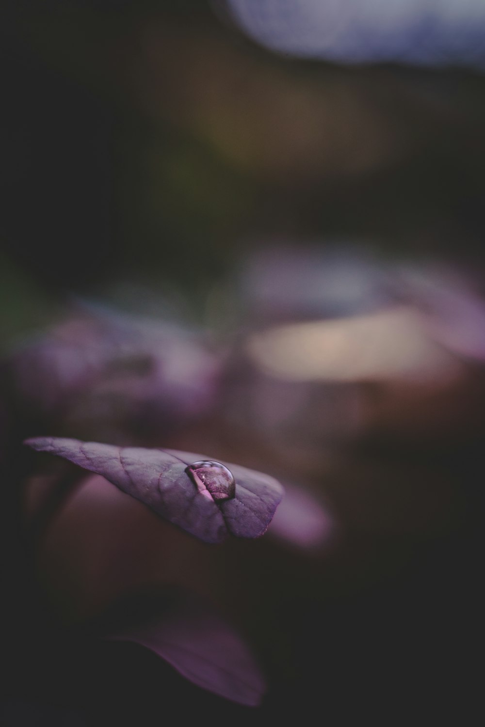 水滴のある紫色の花のつぼみ