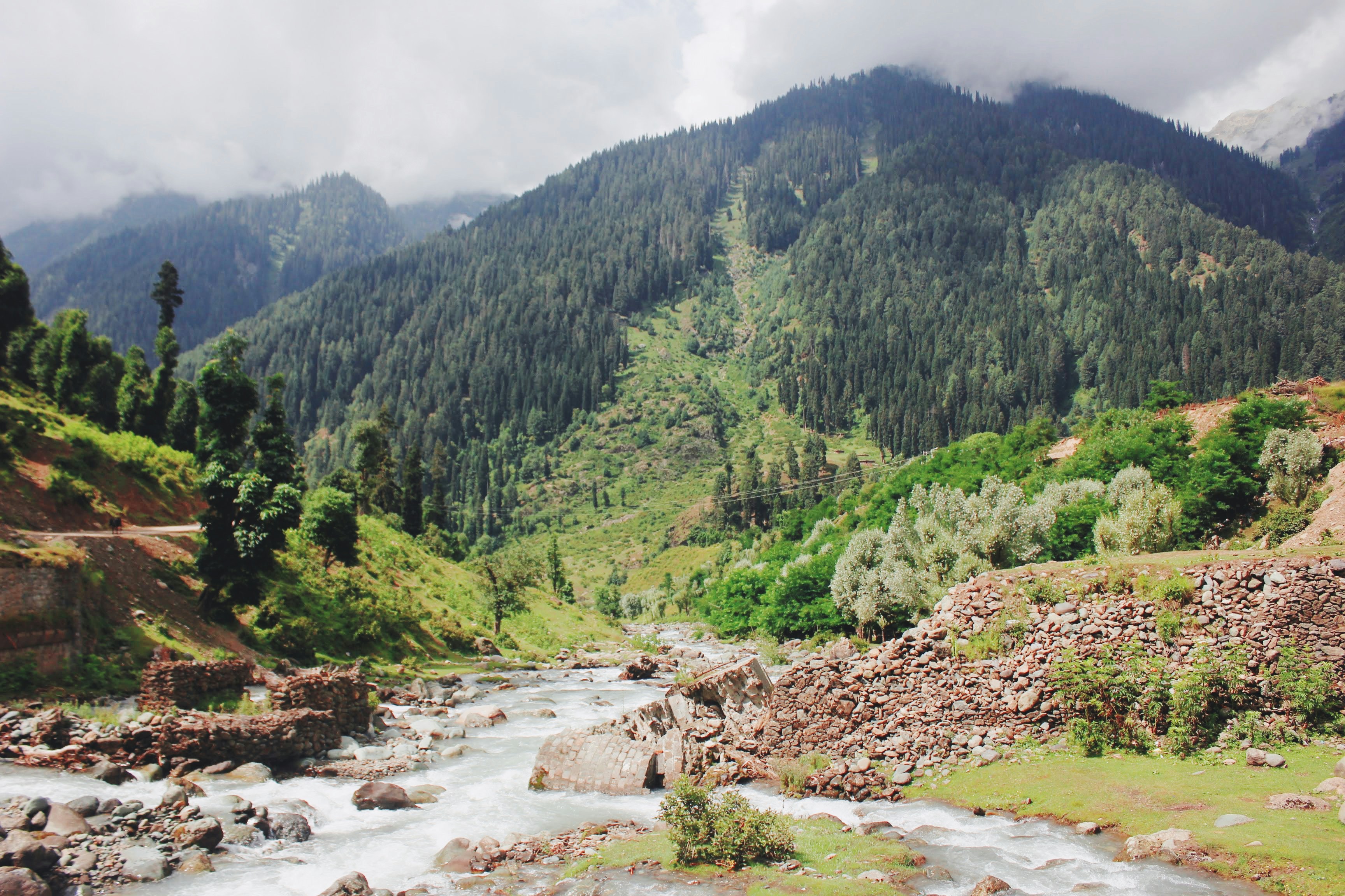 a river running through a lush green forest
