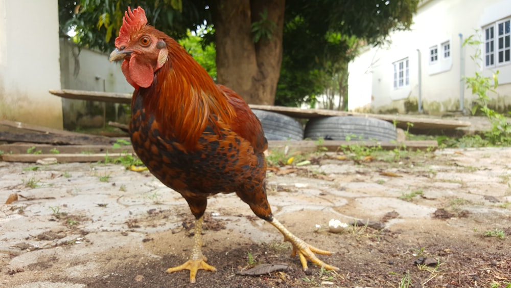 brown and black rooster on brown soil