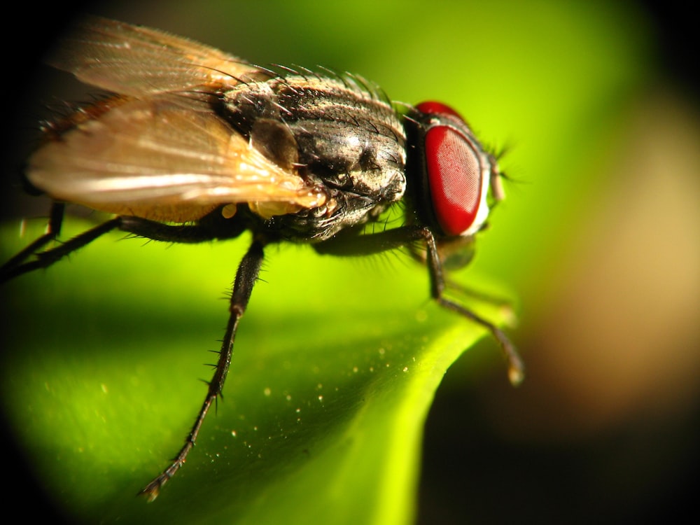 black and white fly perched on green leaf