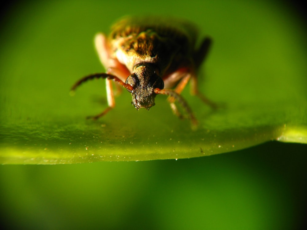 black and yellow wasp on green leaf