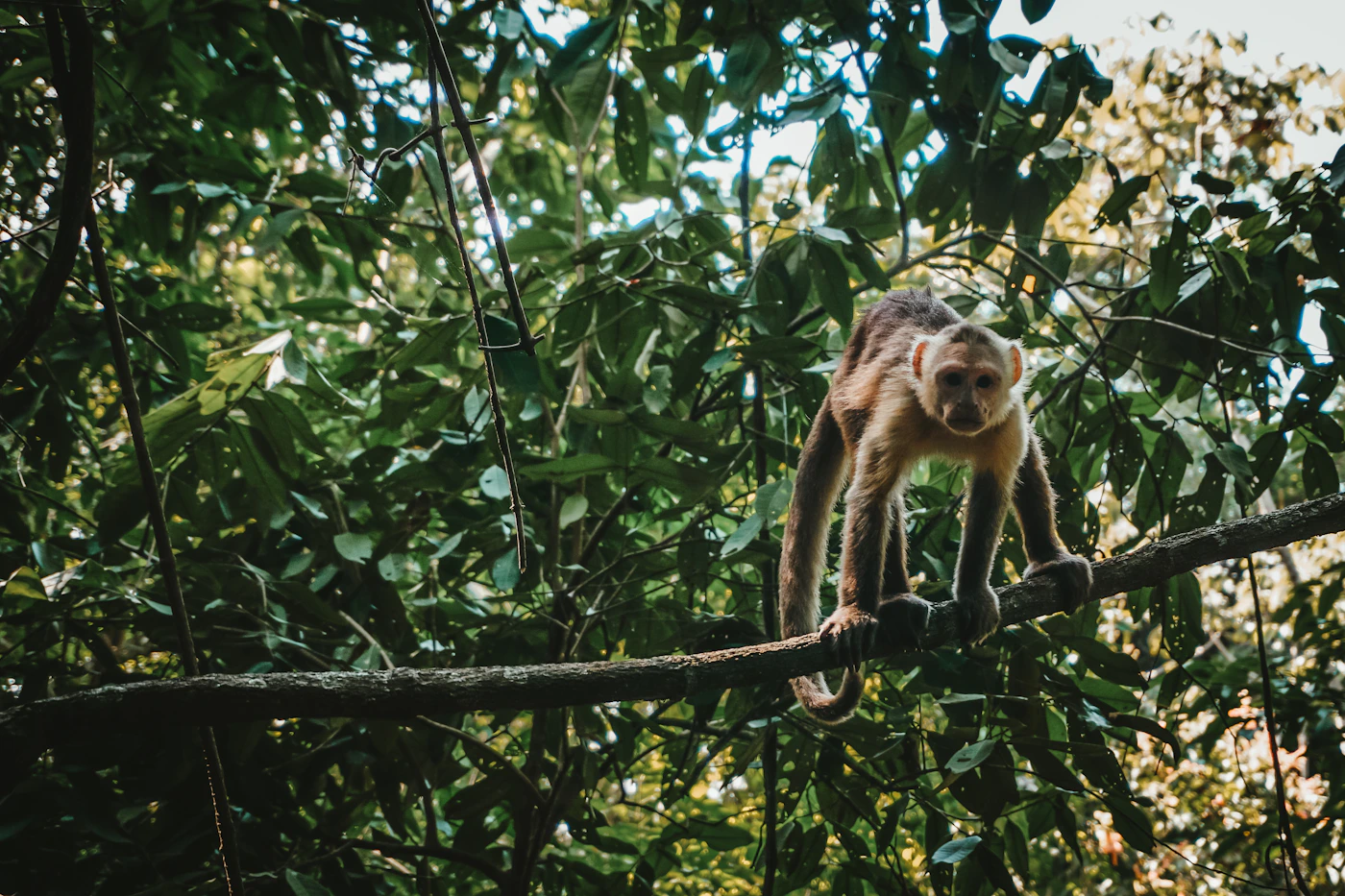 A capuchin monkey on a branch in the dense green jungle canopy of Tayrona