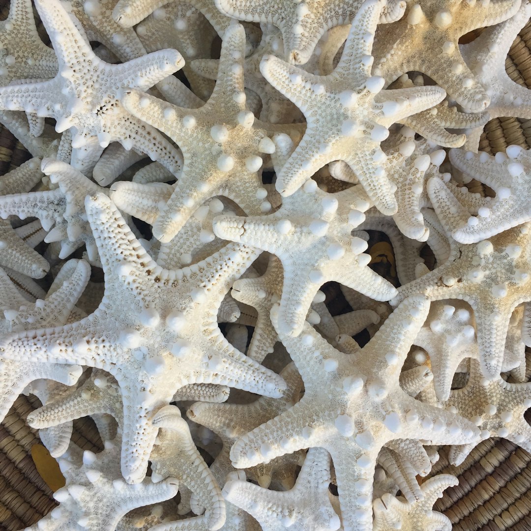 starfish