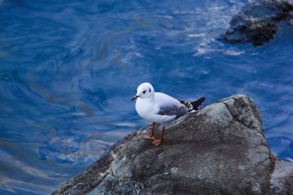 white and gray bird on gray rock