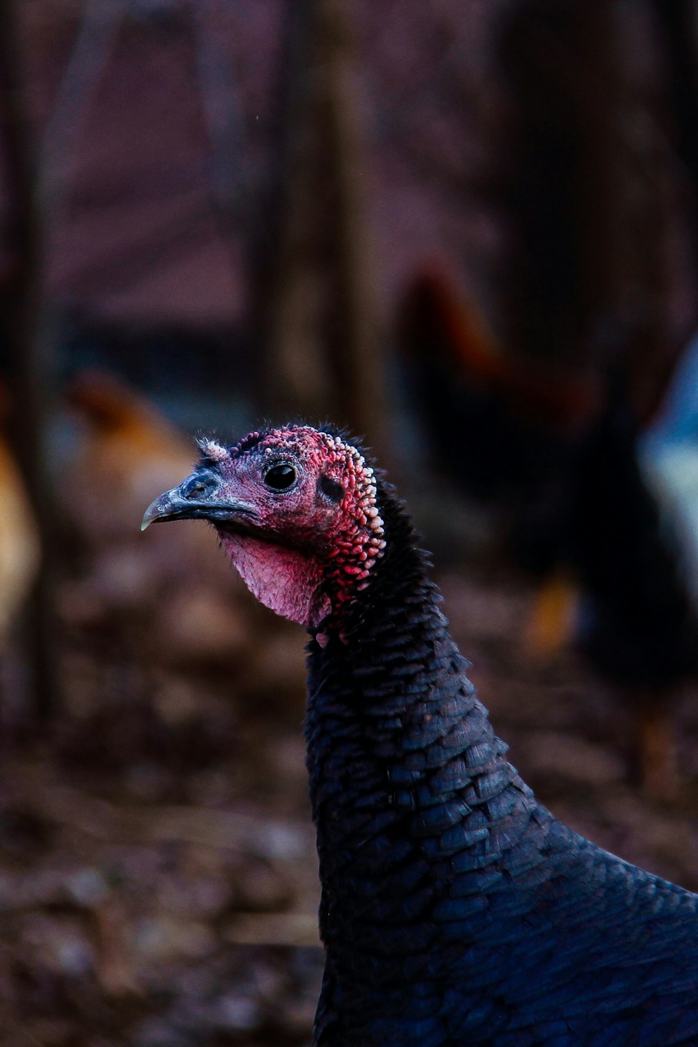 Pavo negro y rojo en lente de cambio de inclinación