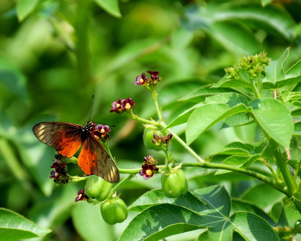 brown and black butterfly on green plant during daytime