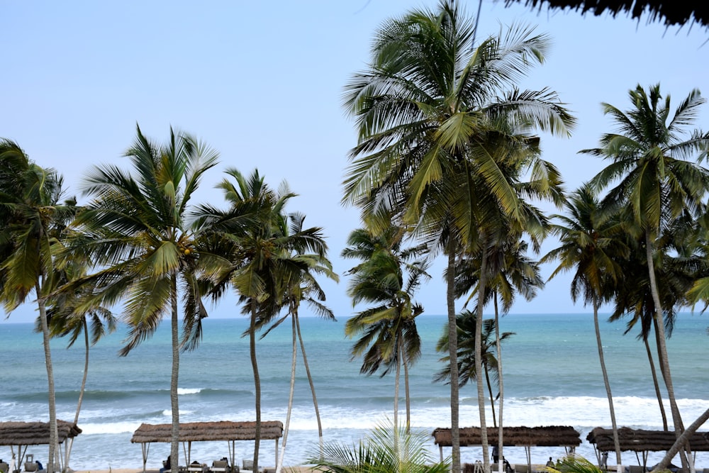 brown wooden bench near palm trees on beach during daytime