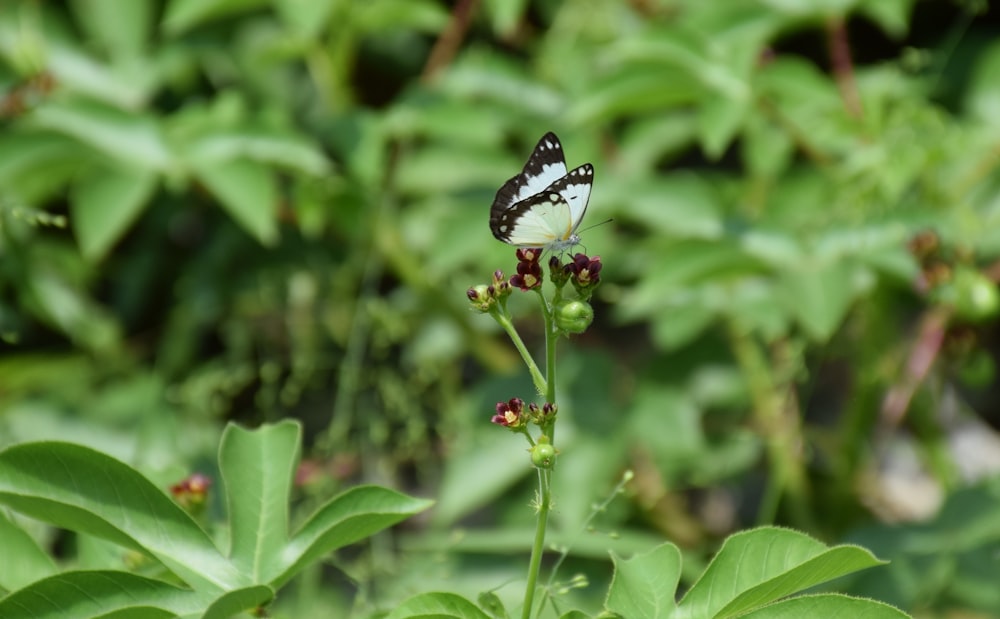 black and white butterfly perched on green plant during daytime