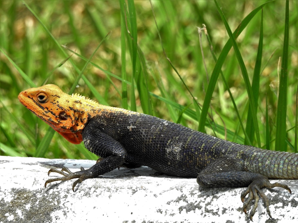 black and brown lizard on white rock