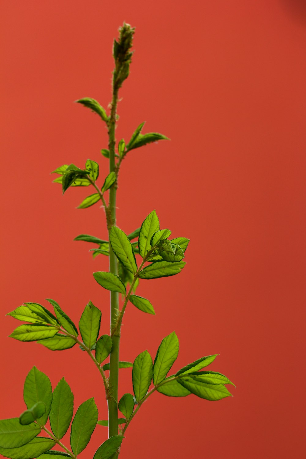 green leaves with orange background