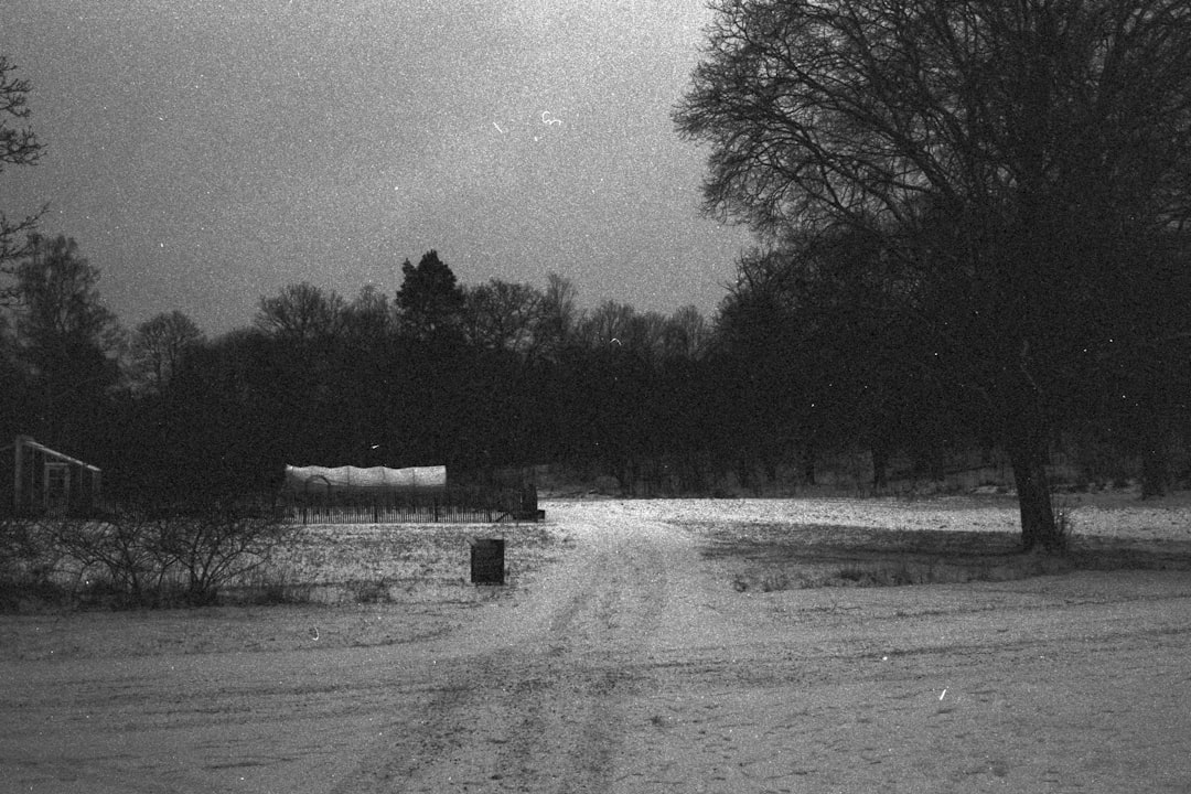 grayscale photo of trees and grass field