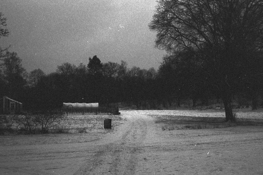 Photo en niveaux de gris d’arbres et d’un champ d’herbe