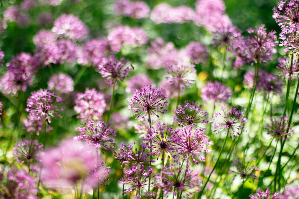 white flowers in tilt shift lens