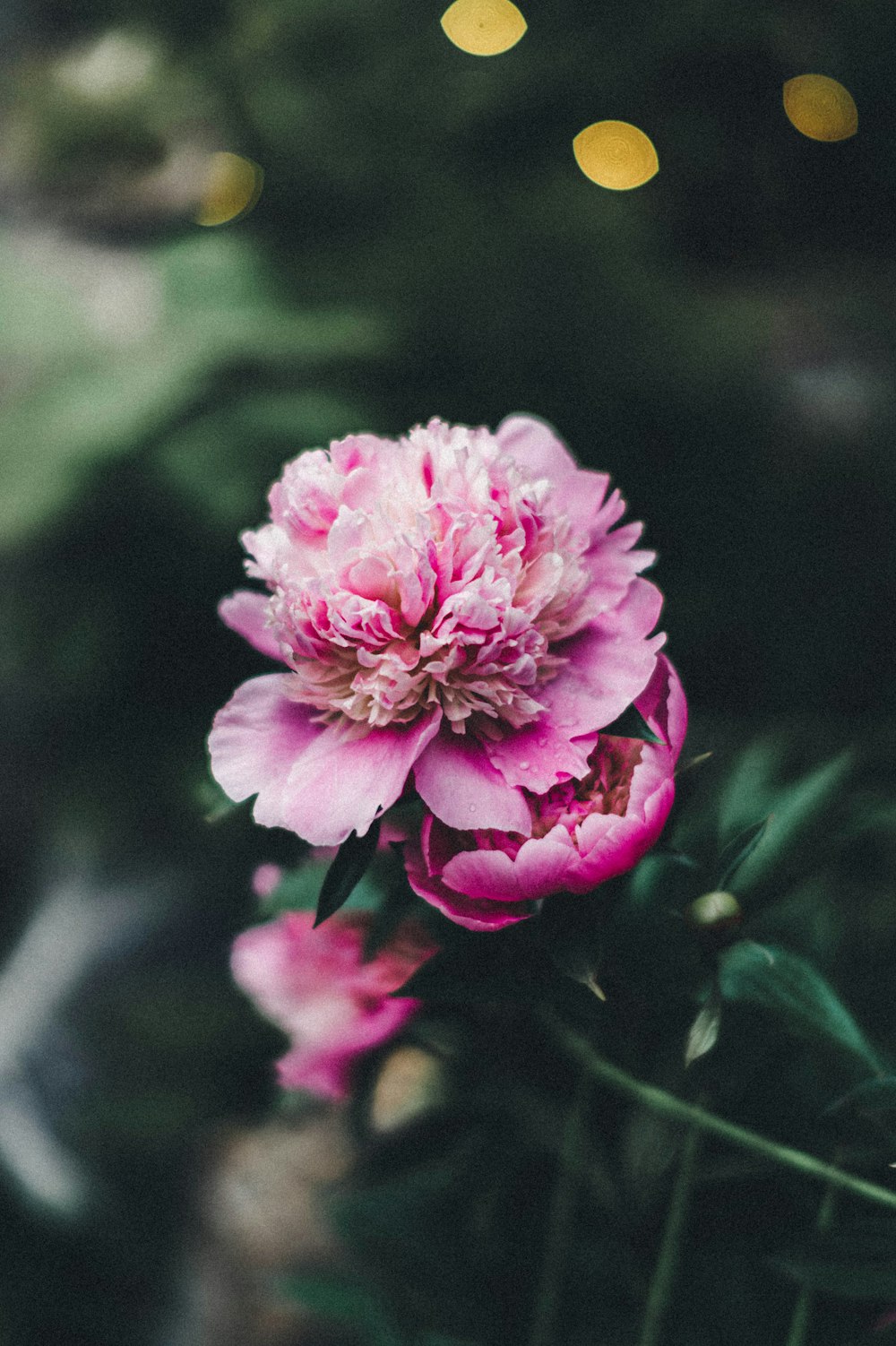 pink flower in tilt shift lens