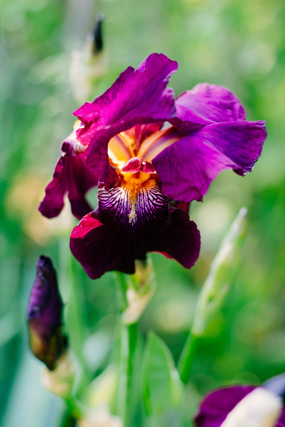 purple flower in tilt shift lens