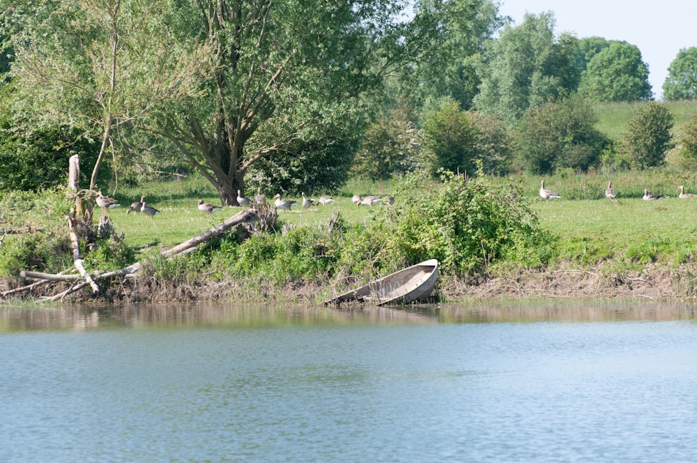 brown canoe on river during daytime