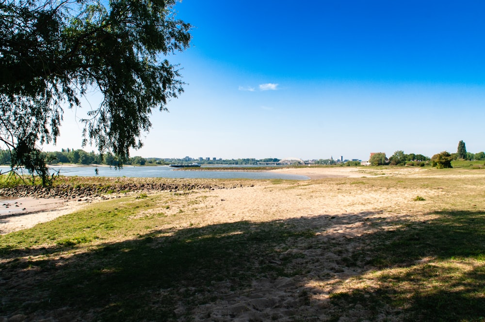 green trees on brown field under blue sky during daytime