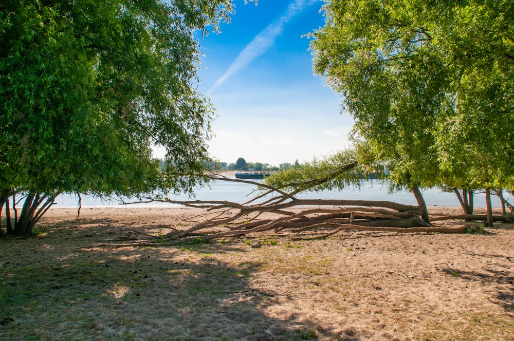 brown wooden log on beach shore during daytime