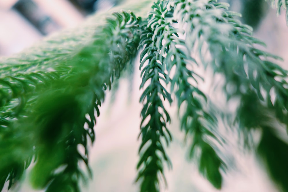 green fern plant in close up photography