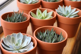 A cozy arrangement of succulent plants in unique pots, showcasing varied textures and shades of green.