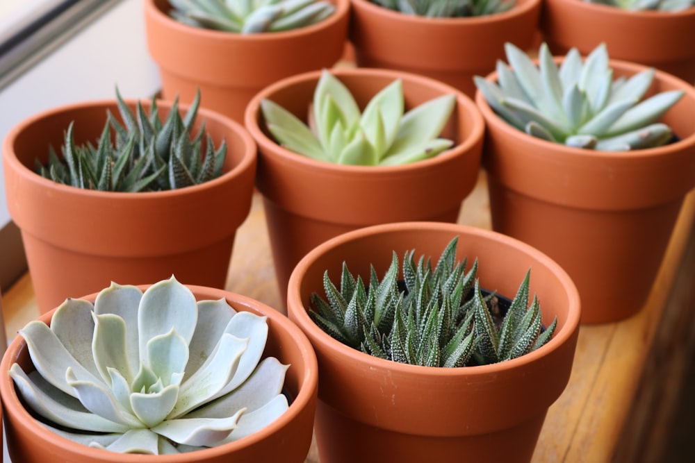 plante verte et brune dans un pot en plastique brun