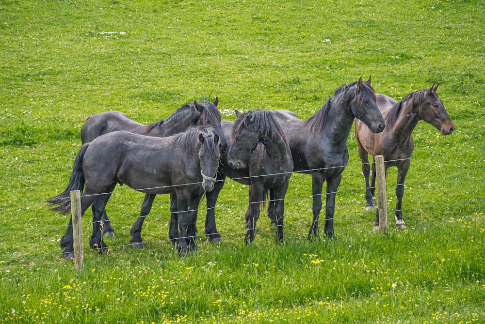 black horse on green grass field during daytime