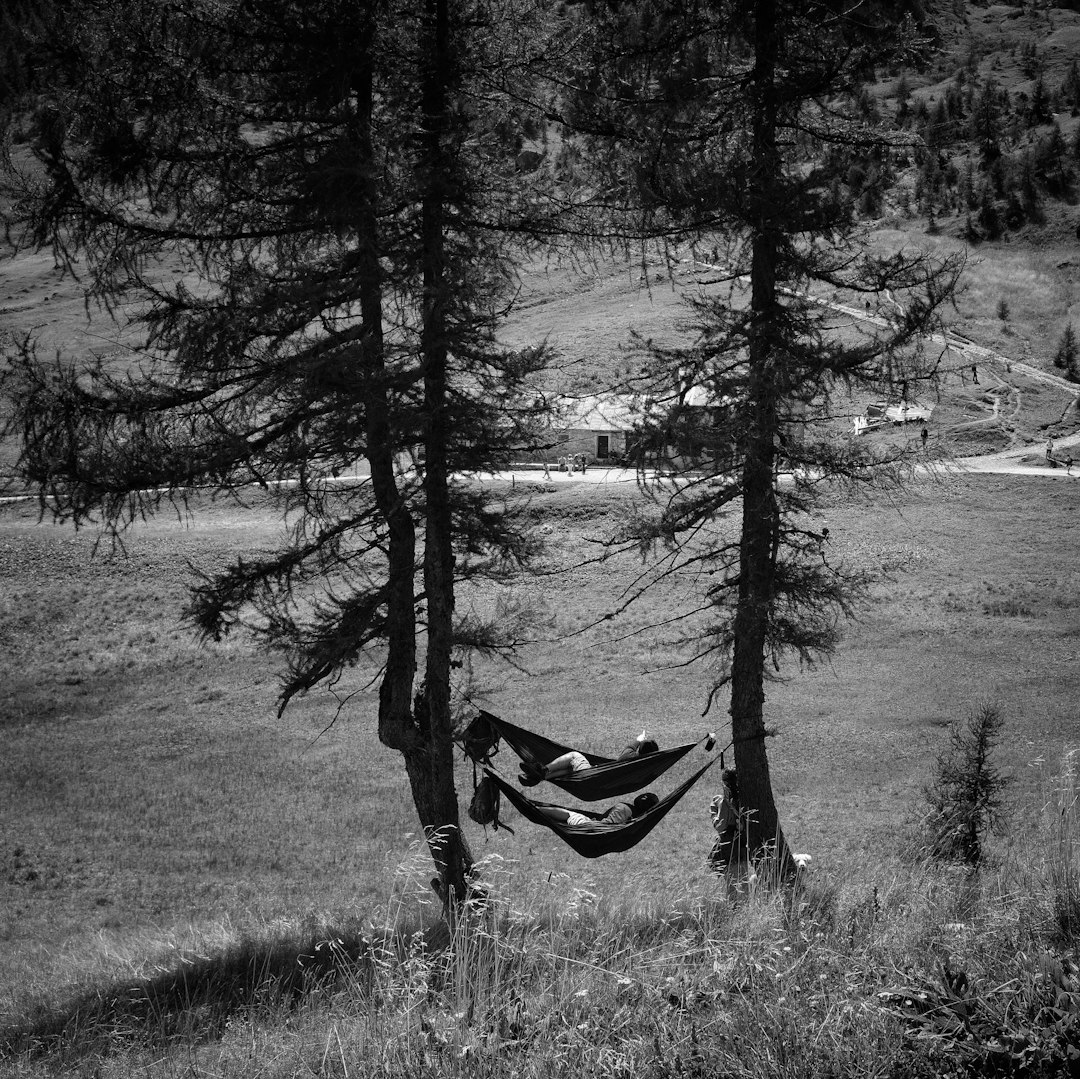 grayscale photo of trees on grass field