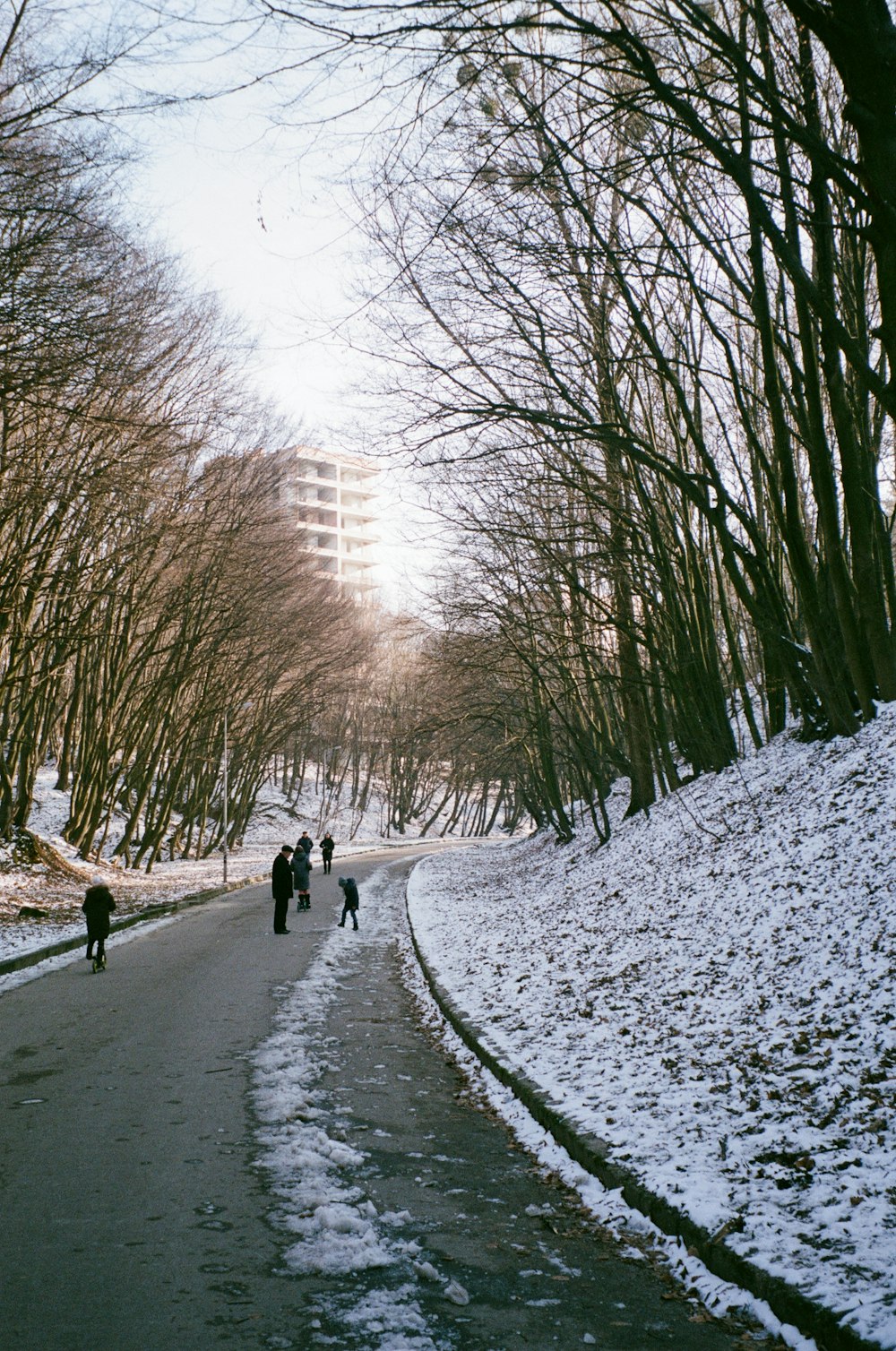 people walking on road between bare trees during daytime