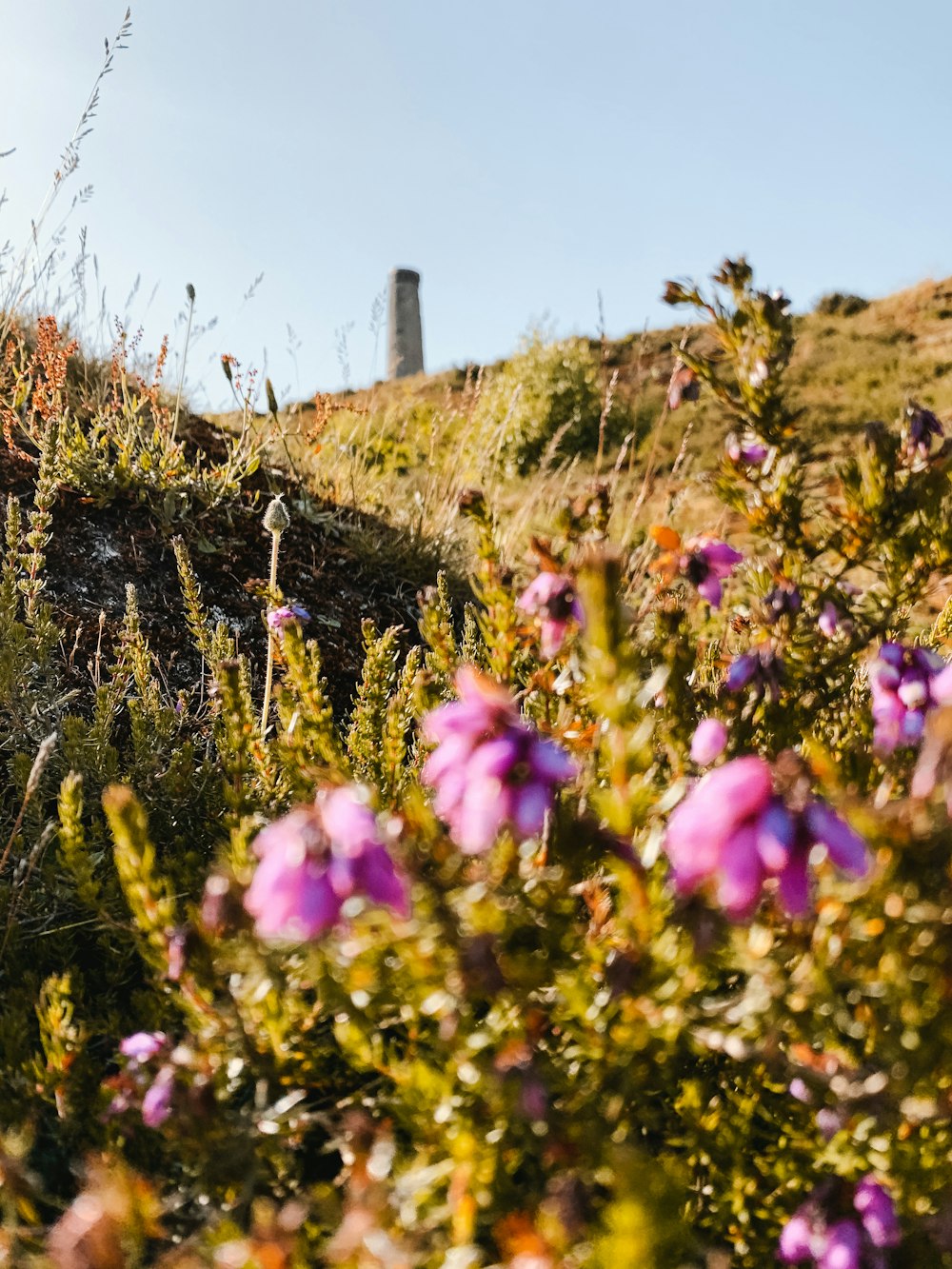 purple flowers on green grass field