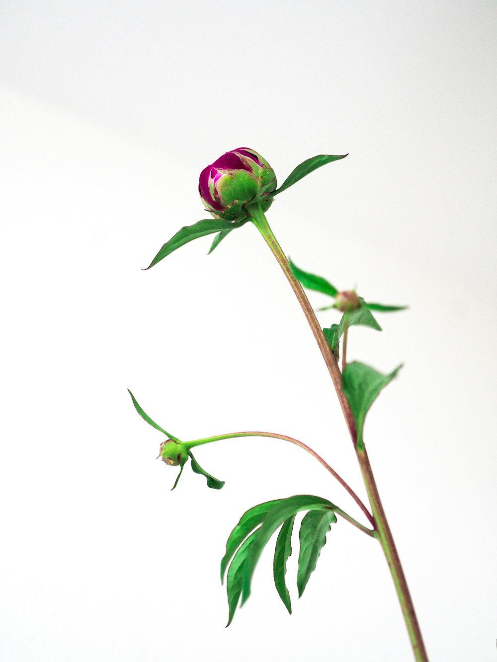 pink rose in bloom with green leaves