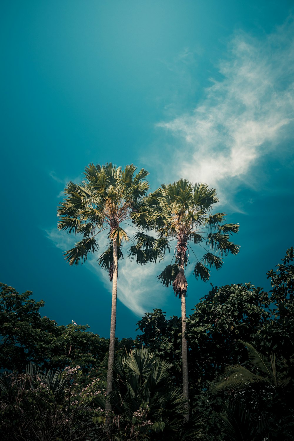 green palm trees under blue sky during daytime