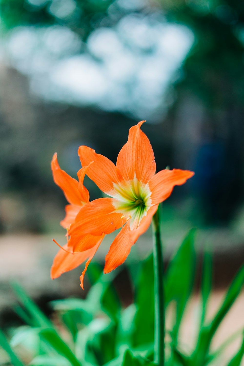 orange flower in tilt shift lens