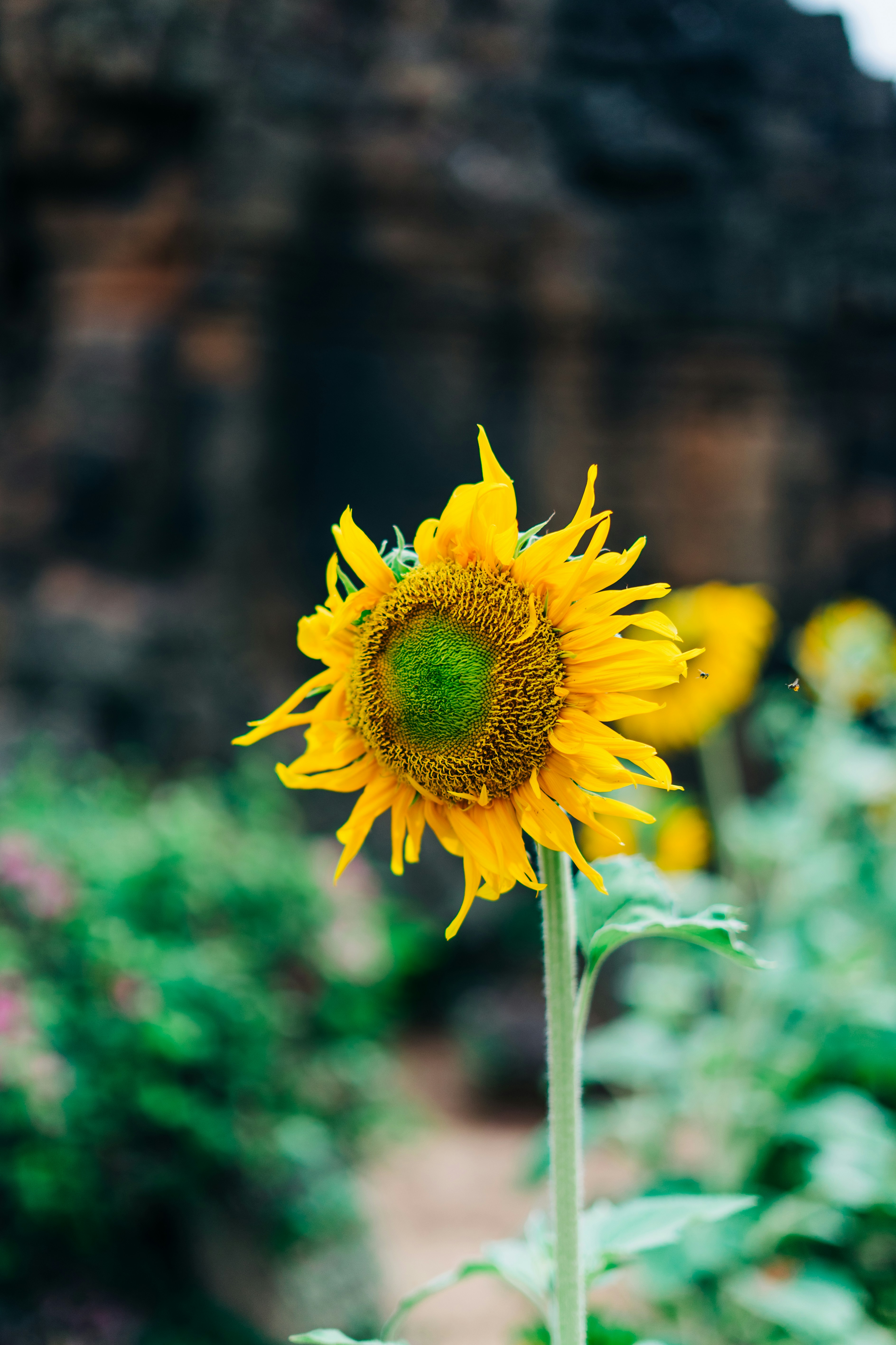 yellow sunflower in tilt shift lens