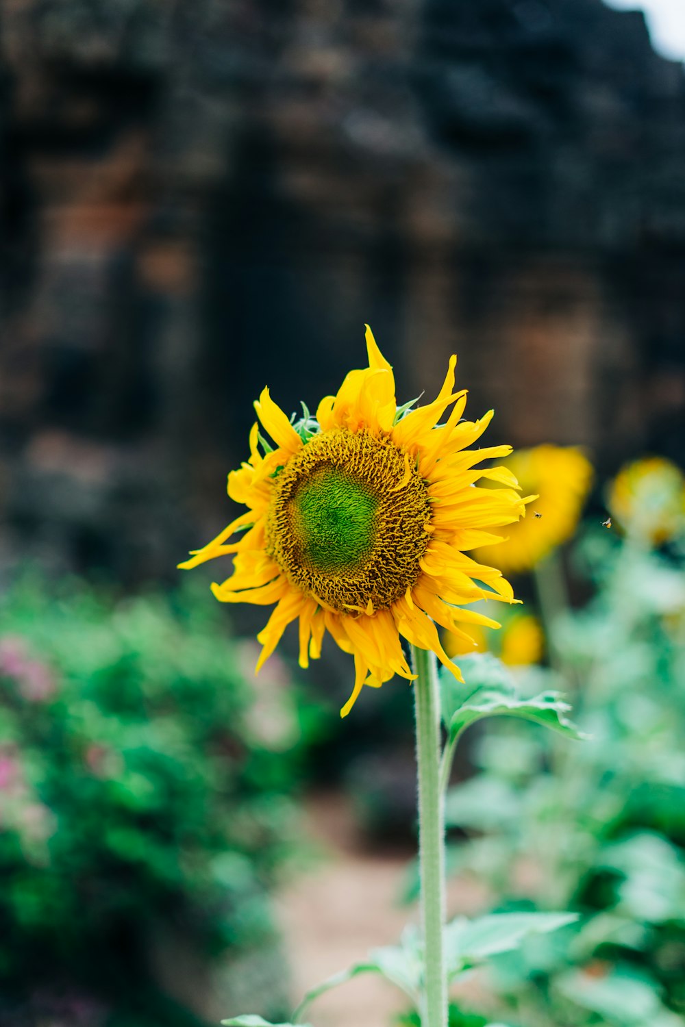 yellow sunflower in tilt shift lens