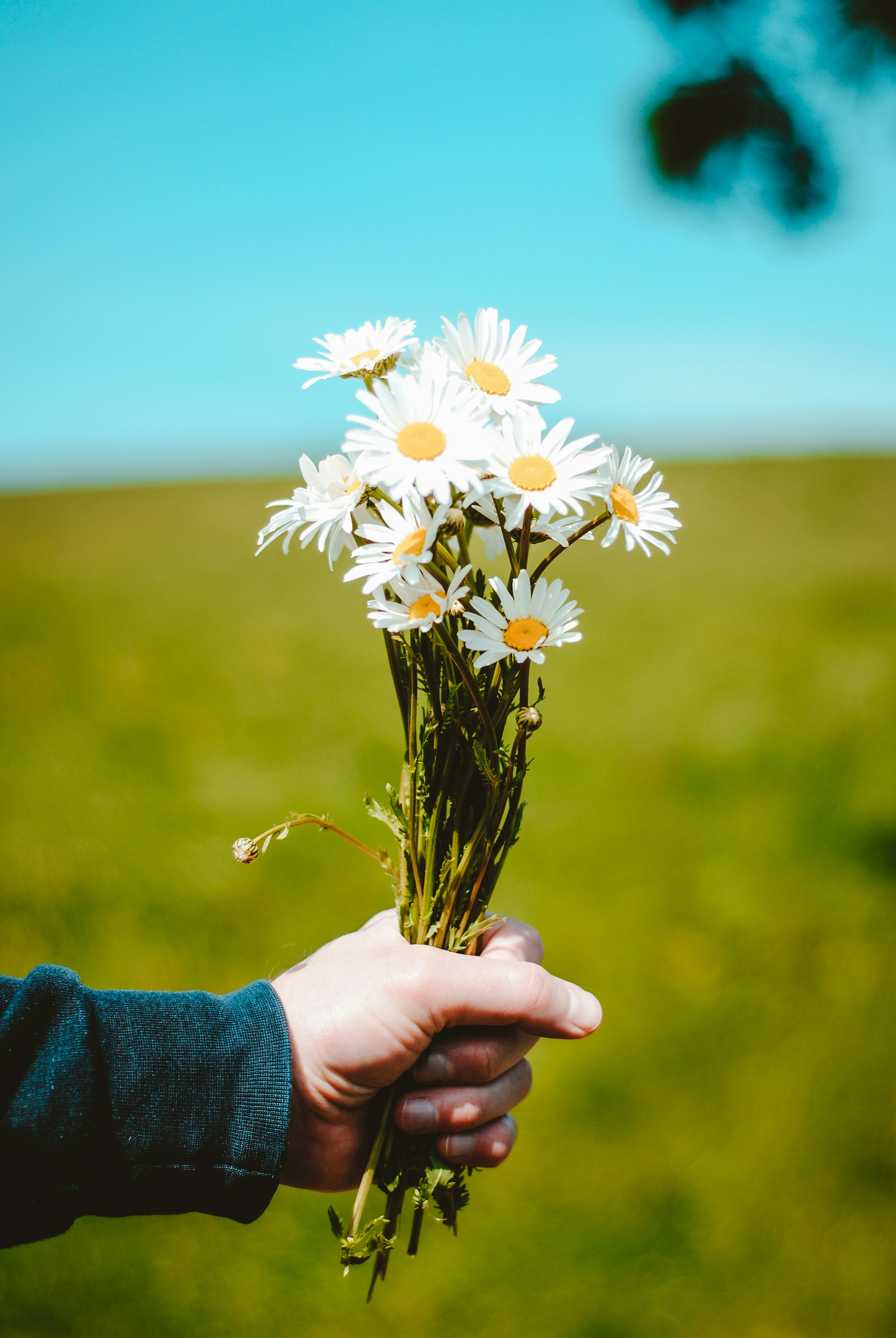 person holding white daisy flowers