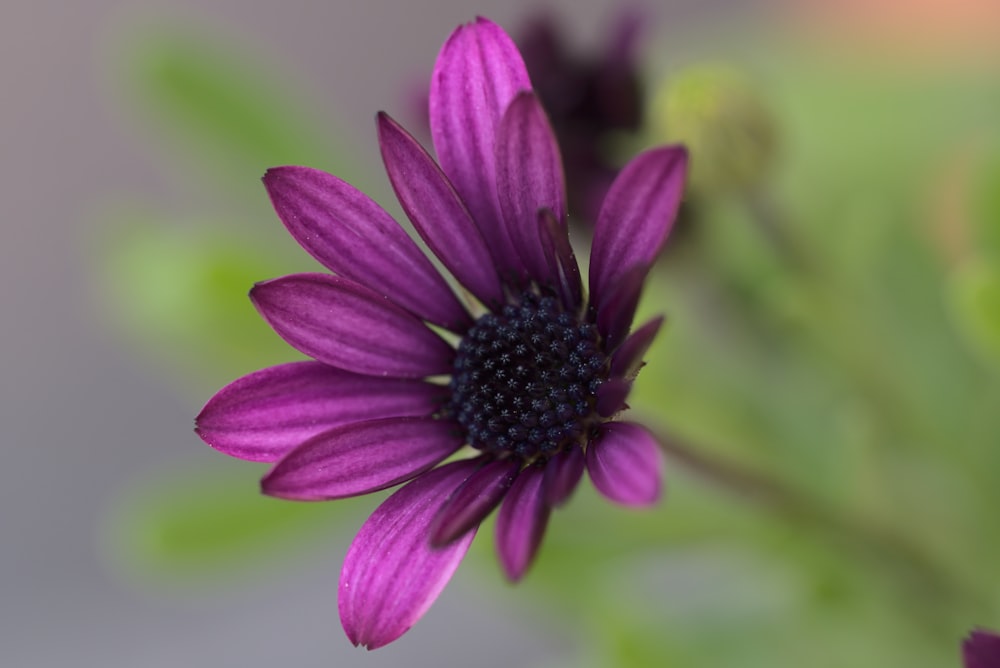 purple flower in macro shot