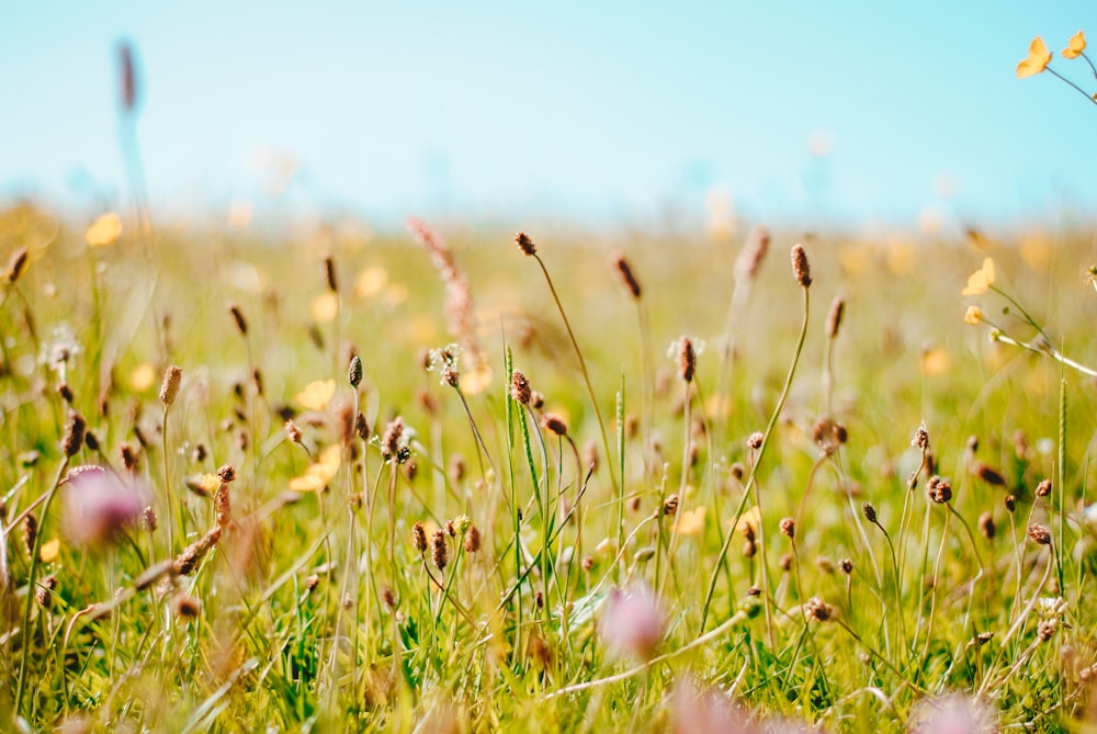 brown and green grass field during daytime