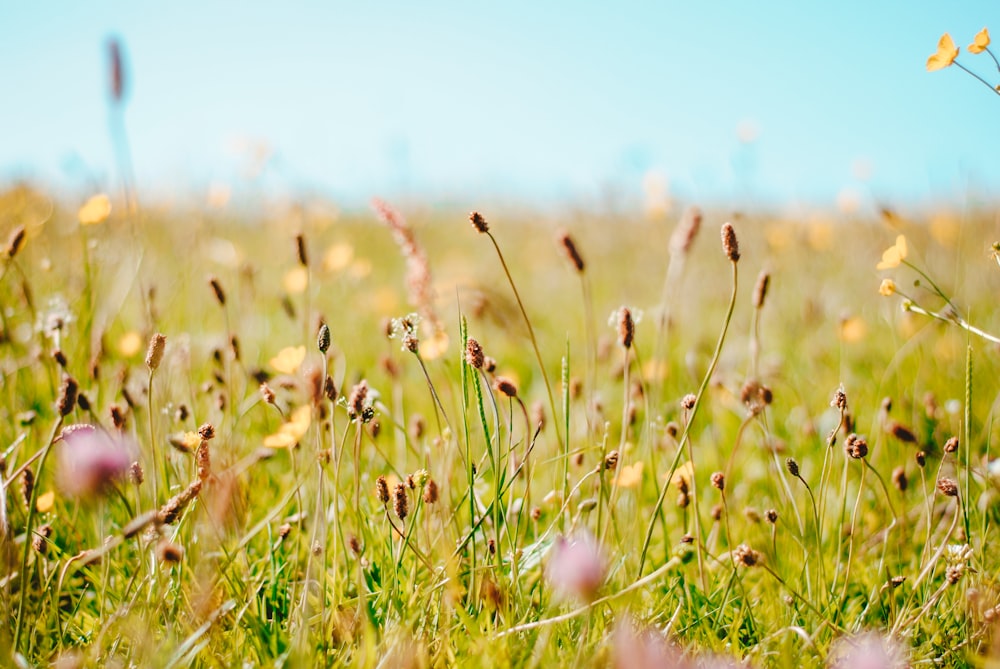 campo de grama marrom e verde durante o dia