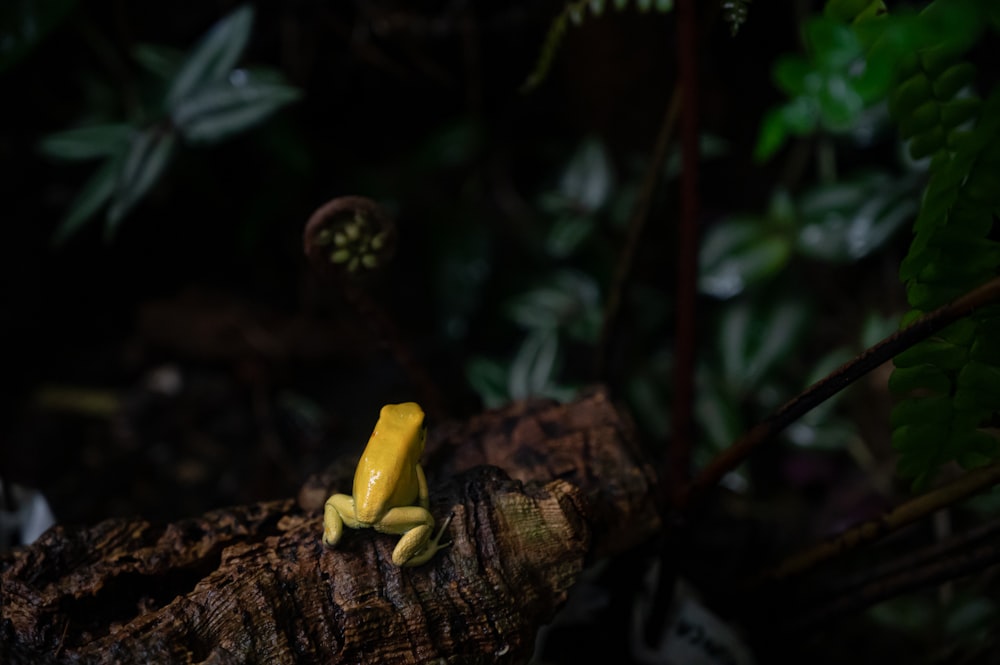 green frog on brown tree branch