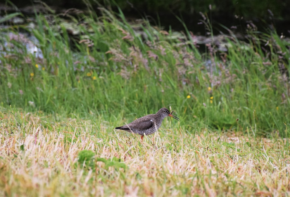 black and white bird on green grass during daytime