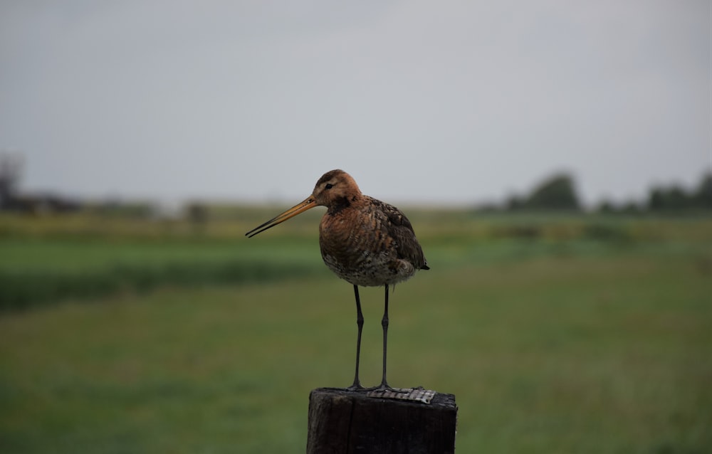 brown bird on black wooden stand during daytime
